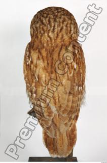 Tawny owl - Strix aluco 0026